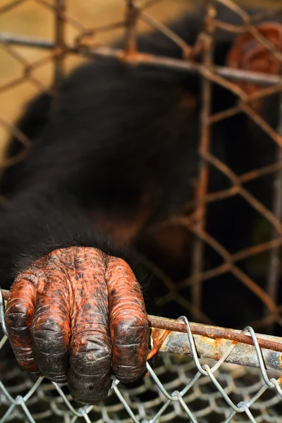 stock image Orangutan hand