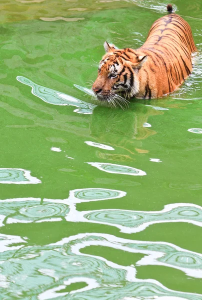 Η τίγρη — Φωτογραφία Αρχείου