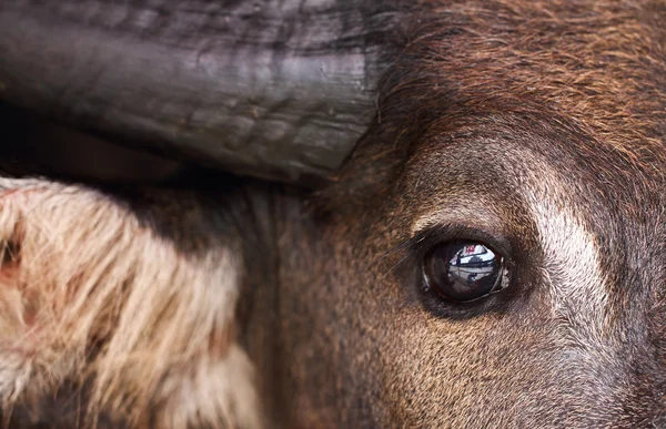 stock image Buffalo