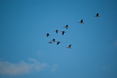 Canada Geese in Flight clipart