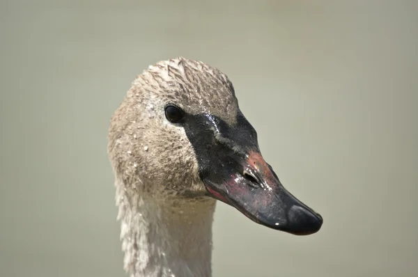 Trumpetaren swan headshot — Stockfoto