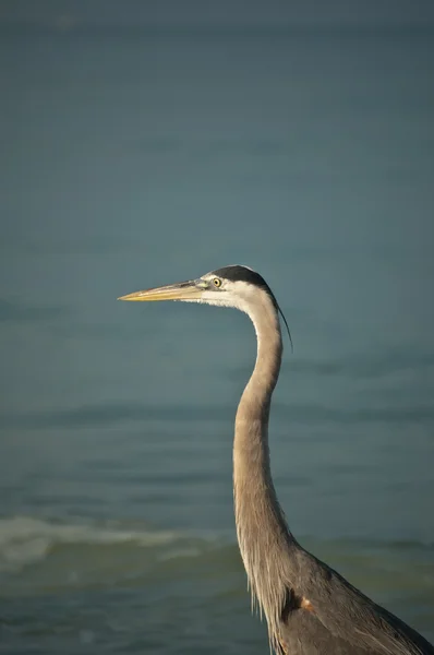 Great Blue Heron em uma praia da costa do Golfo — Fotografia de Stock