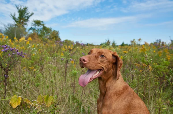 Glad letar hundvalp (sittande) hund med vilda blommor — Stockfoto