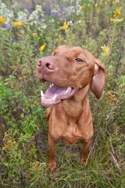 Happy Looking Vizsla Dog with Wild Flowers — Stock Photo, Image
