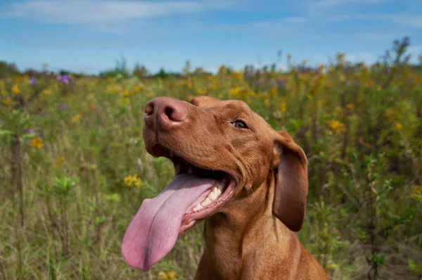 Felice cercando Vizsla cane con fiori selvatici — Foto Stock