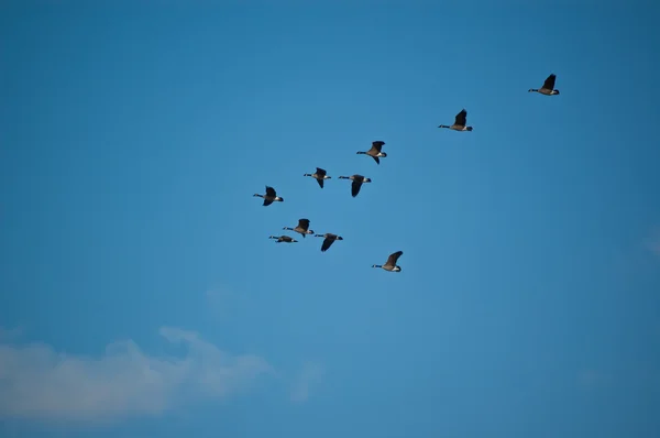 Gansos de Canadá en vuelo — Foto de Stock