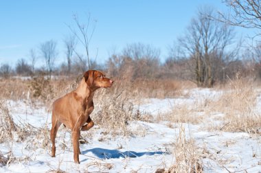 karlı alana işaret vizsla köpek