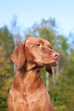 Vizsla Dog Portrait in Autumn clipart