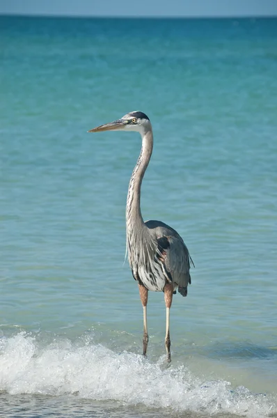 Great blue heron na plaży na Florydzie — Zdjęcie stockowe