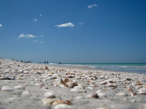 กระสุนบนชายหาดฟลอริด้า — ภาพถ่ายสต็อก
