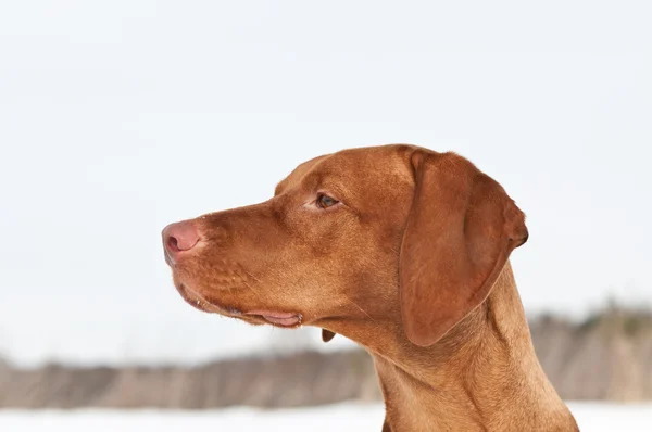 Närbild hundvalp (sittande) (ungerska visare) porträtt på vintern — Stockfoto
