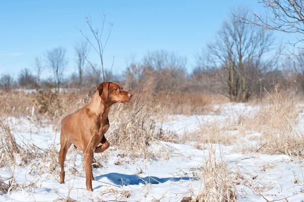 Vizsla Hund zeigt in ein verschneites Feld — Stockfoto