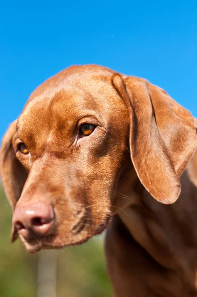 Close-up van een staren vizsla hond — Stockfoto