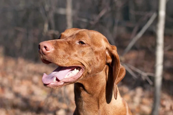 Szczęśliwy szuka vizsla pies w lesie jesienią — Zdjęcie stockowe