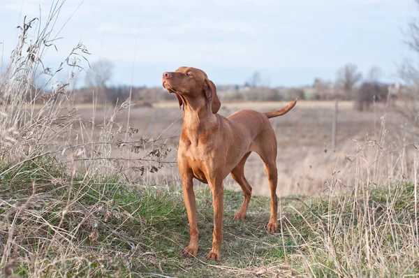 Hundvalp (sittande) hund i ett fält — Stockfoto