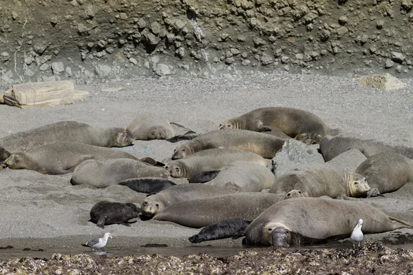 Colonia de elefantes de focas — Foto de Stock
