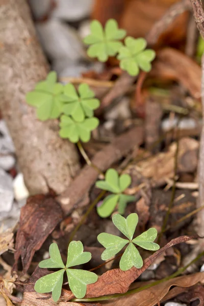 Real Four Leaf Clovers