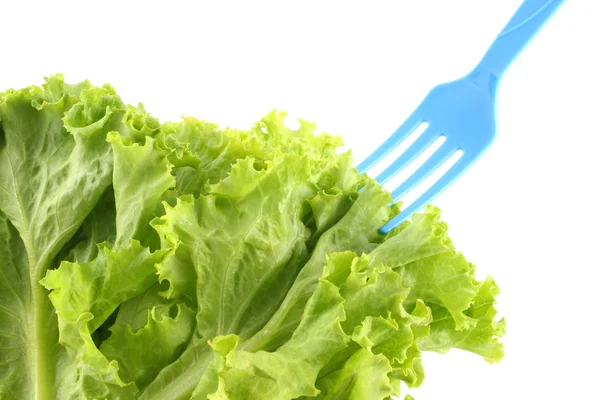 Zöld saláta saláta és a kék villát elszigetelt. — Stock Fotó