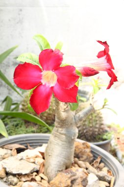 Red impala lily flower in plastic pot.