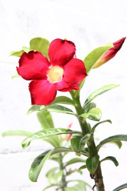 Red impala lily flower in front of white wall.