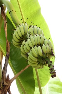 Green bunch of bananas on banana tree.