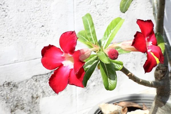 stock image Red impala lily flowers in front of white wall.