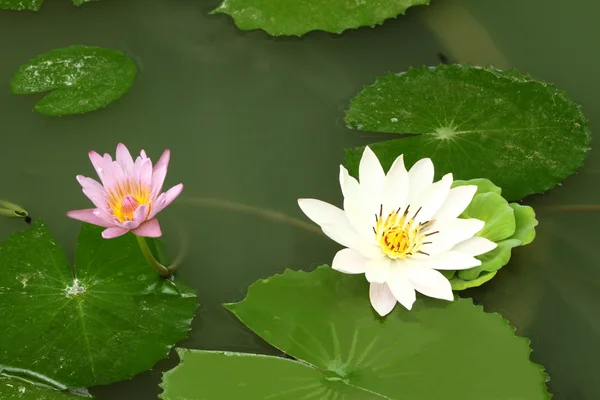 Weißer Lotus im schattigen Teich und andere kleine. — Stockfoto