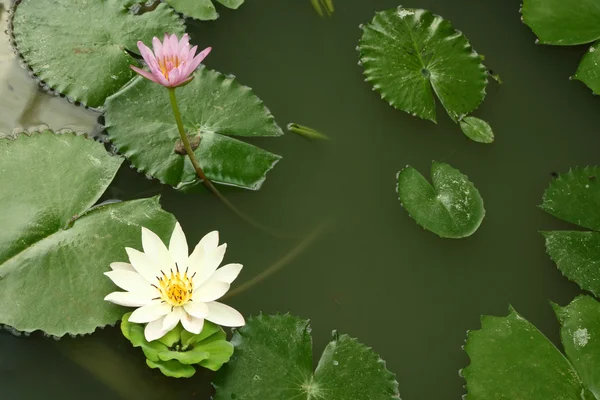 Shady Pond'a bazı lotus ve yeşil yapraklar. — Stok fotoğraf