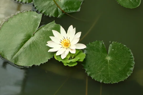 Lotus a zelené listy v shady pond — Stock fotografie