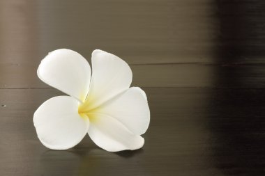 Plumeria kahverengi spa tablo.