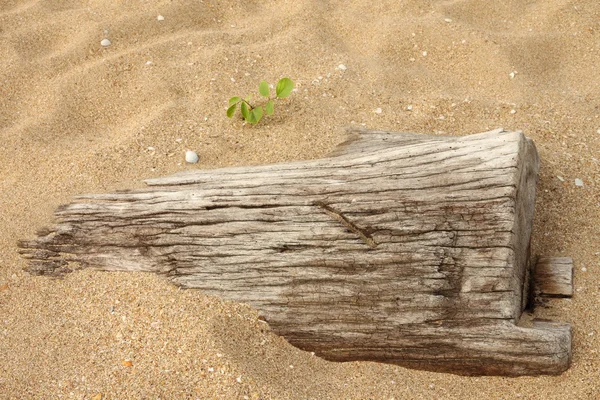 Martwe drewno zatopić się w piasku i małe nową. — Zdjęcie stockowe