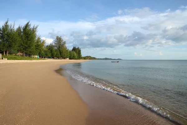 Fred tropiska pine tree beach och liten våg. — Stockfoto