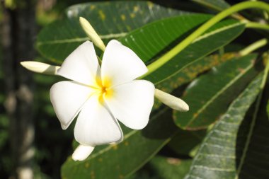 Plumeria üzerinde bulanıklık yaprak yeşil.