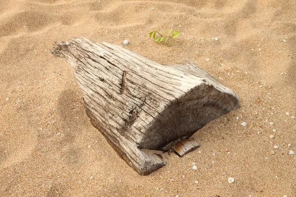 Dead wood sink in sand.