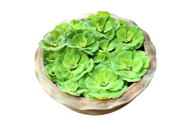 Green pistia stratiotes in pottery — Stock Photo, Image