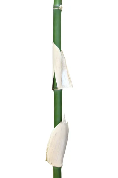 Parte del bambú largo —  Fotos de Stock
