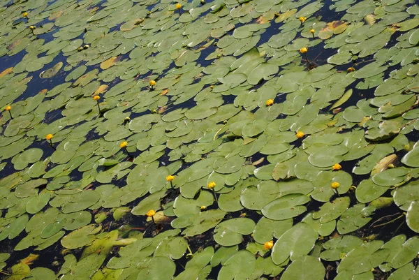 Stock image Water lilies background