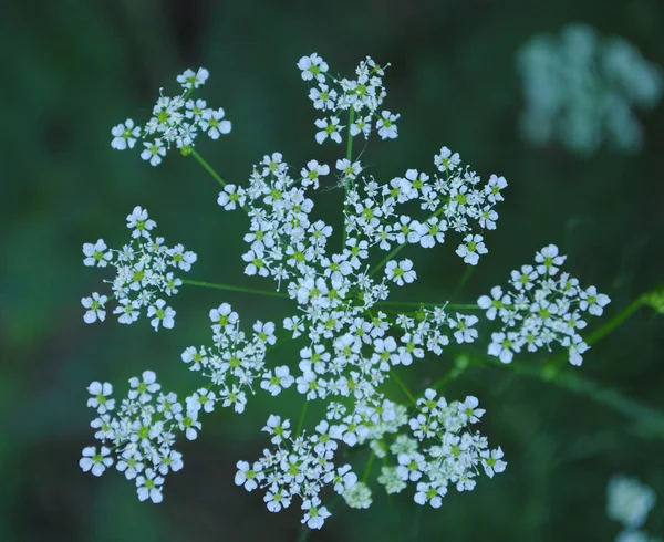 stock image Early morning Caraway flower