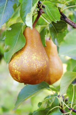 A bunch of Pears on the branch, close up image clipart