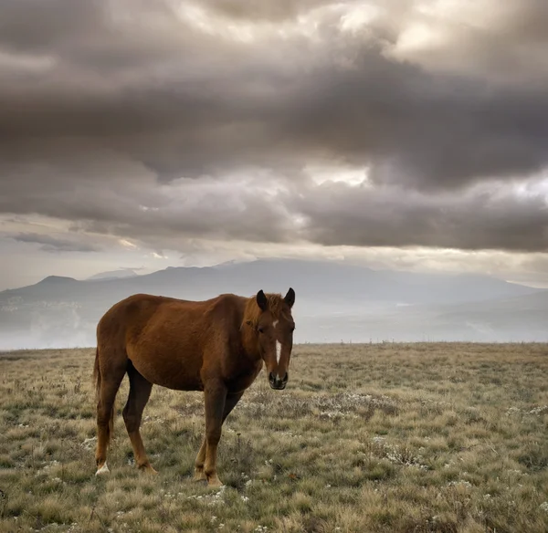 Häst i berg — Stockfoto