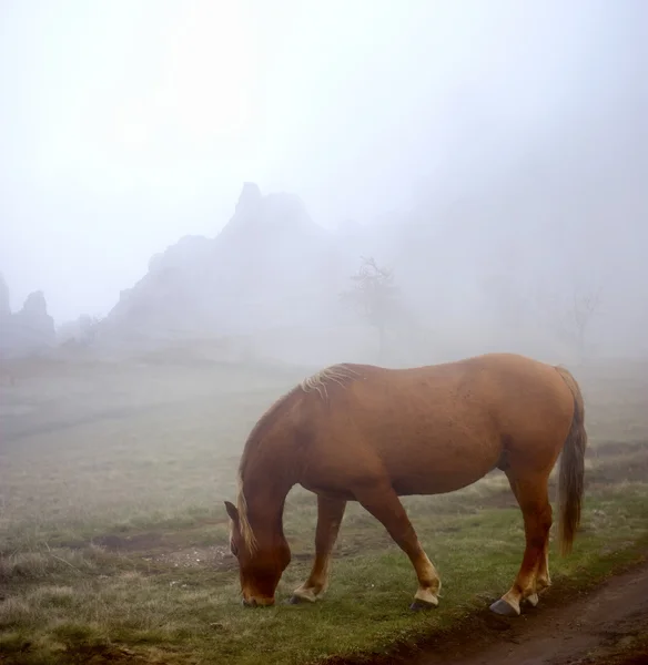 Koń się na trawie w porannej mgle — Zdjęcie stockowe