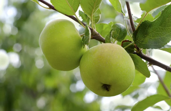 Green apples on tree — Stock Photo, Image