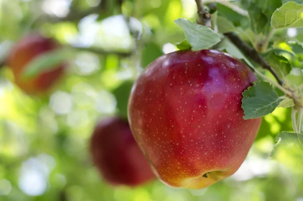Jabłka na drzewie — Zdjęcie stockowe