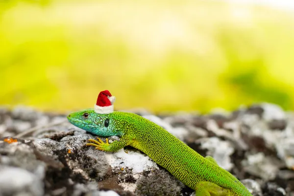 stock image The lizard in the Santa's cap