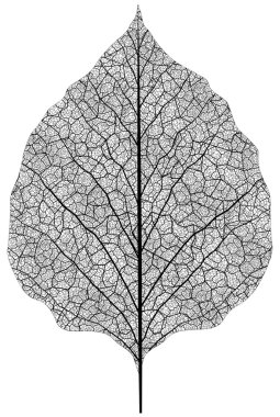 Isolated leaf clipart