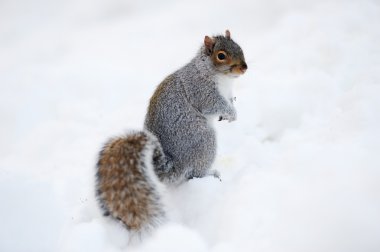 Squirrel with snow in winter clipart