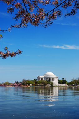 Jefferson memorial with cherry blossom, Washington DC clipart