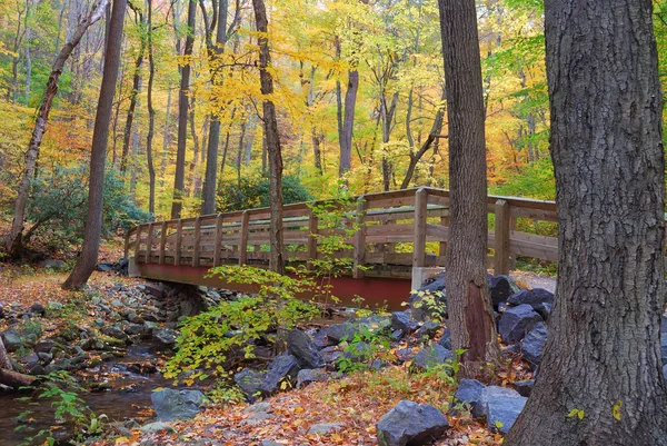 Ponte de madeira de outono na floresta amarela — Fotografia de Stock