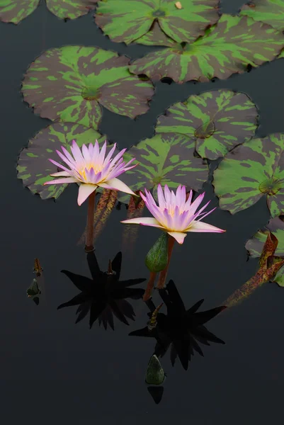 Water lily in water — Stock Photo, Image