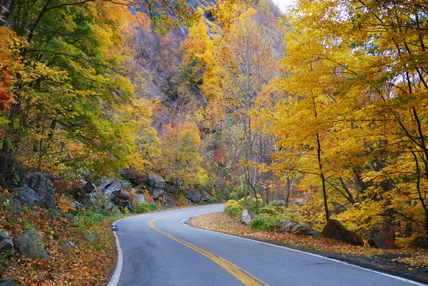Herfst woods gebladerte met road — Stockfoto